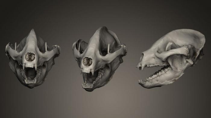 Anatomy of skeletons and skulls (ANTM_0020) 3D model for CNC machine